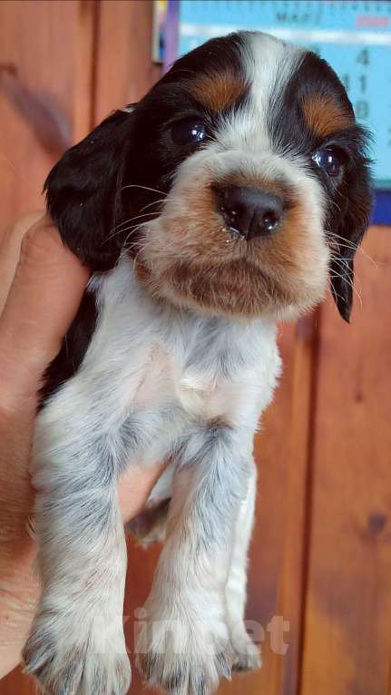 Собаки в Москве: Русский охотничий спаниель Девочка, 45 000 руб. - фото 2