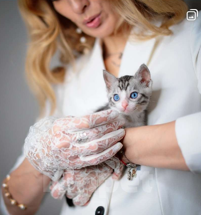 Кошки в Москве: Бенгальские котята Мальчик, Бесплатно - фото 10