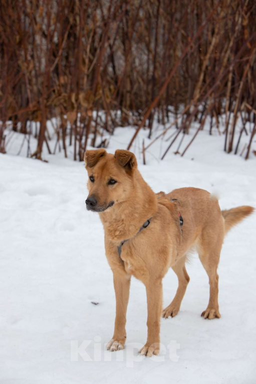 Собаки в Москве: Рыжий красавец Мартин ищет дом, 5.5 лет Мальчик, Бесплатно - фото 1