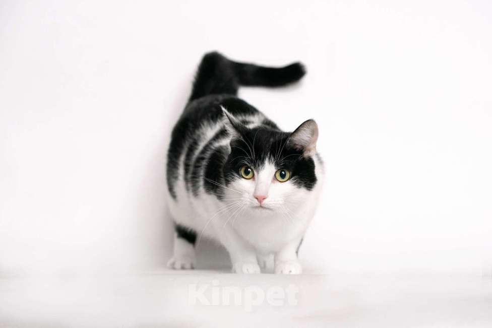 Кошки в Москве: Ласковая кошка Нюша в добрые руки Девочка, 1 руб. - фото 2