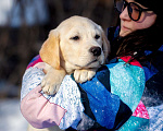 Собаки в Москве: Щенок лабрадора  Мальчик, 80 000 руб. - фото 4