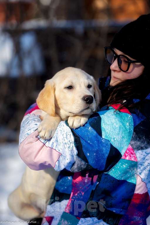 Собаки в Москве: Щенок лабрадора  Мальчик, 80 000 руб. - фото 4