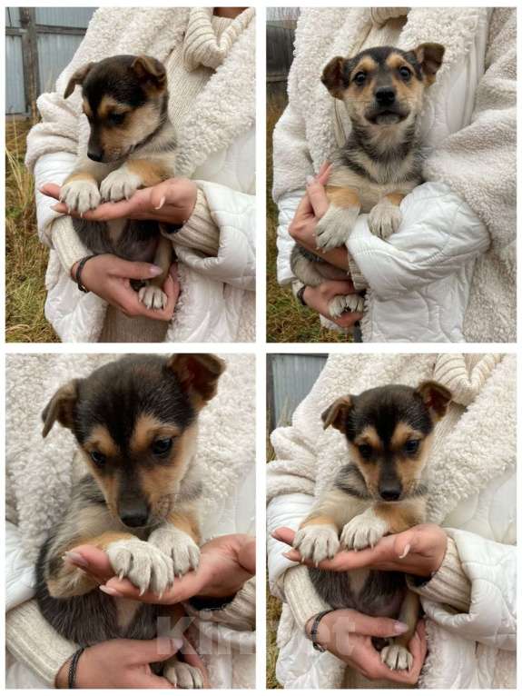 Собаки в Красноярске: Малышка ищет дом Девочка, Бесплатно - фото 1