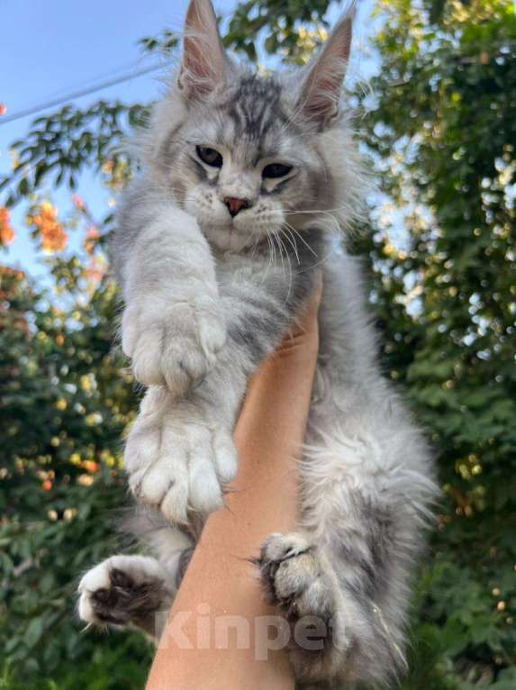 Кошки в Каменске-Шахтинском: Котята мейн-кун Девочка, 60 000 руб. - фото 1