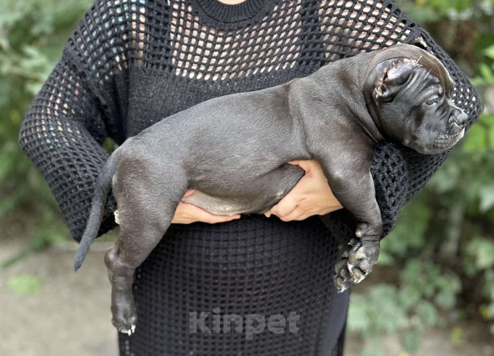 Собаки в Воронеже: Девочка  Девочка, 80 000 руб. - фото 2