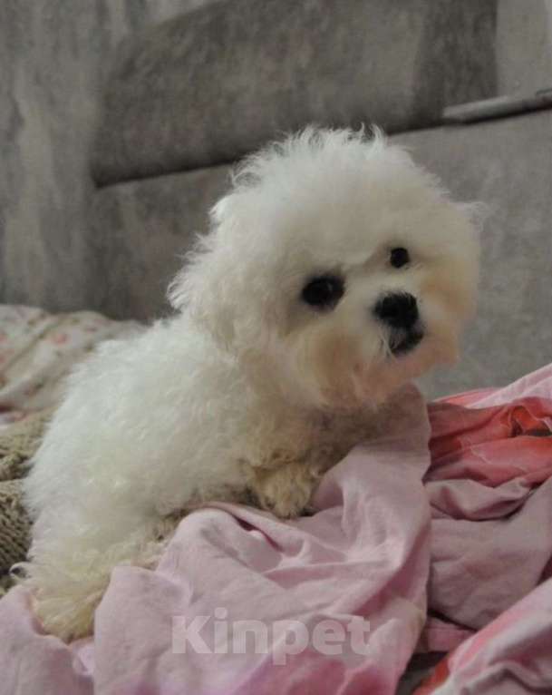 Собаки в Москве: Мальтипу f1 Девочка, 55 000 руб. - фото 3