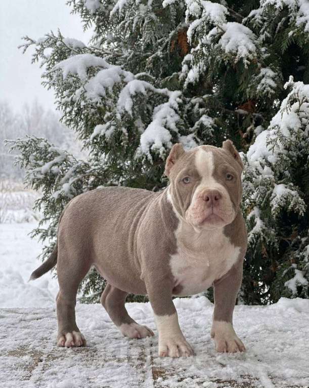 Собаки в Москве: Щенок американского булли Девочка, 140 руб. - фото 2