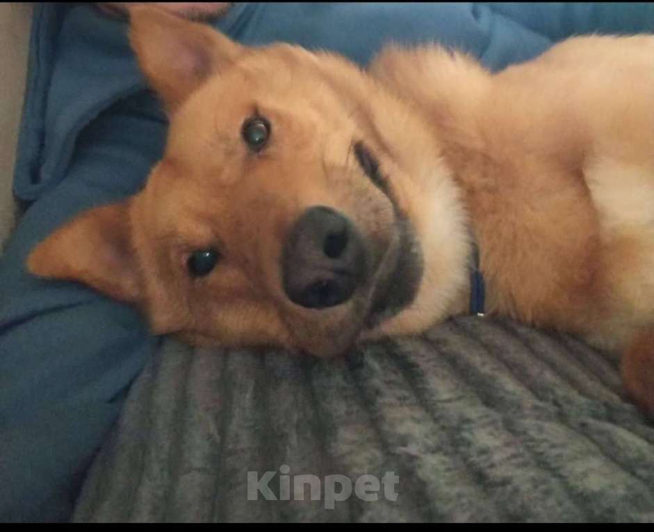 Собаки в Пушкино: АЛЬФИ - солнечный улыбка-пес ищет дом! Мальчик, Бесплатно - фото 6