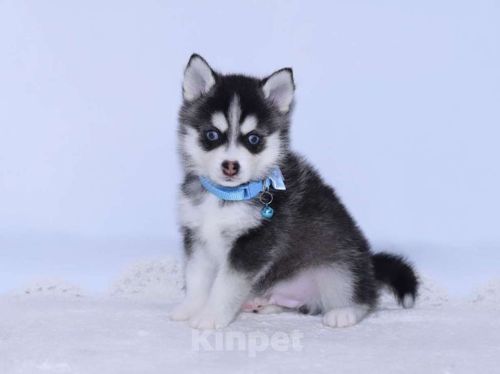 Собаки в Краснодаре: Микро мальчики Помски  Мальчик, 150 000 руб. - фото 2