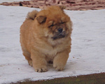 Собаки в Королеве: Продается щенок чау-чау Девочка, 70 000 руб. - фото 3