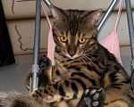 Кошки в других городах Московской области: Потерялся бенгальский котик Мальчик, 5 000 руб. - фото 1