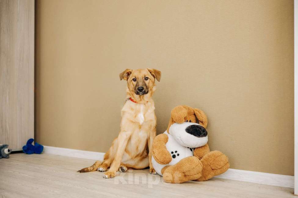 Собаки в Москве: Щенок бесплатно в Москве Девочка, Бесплатно - фото 5