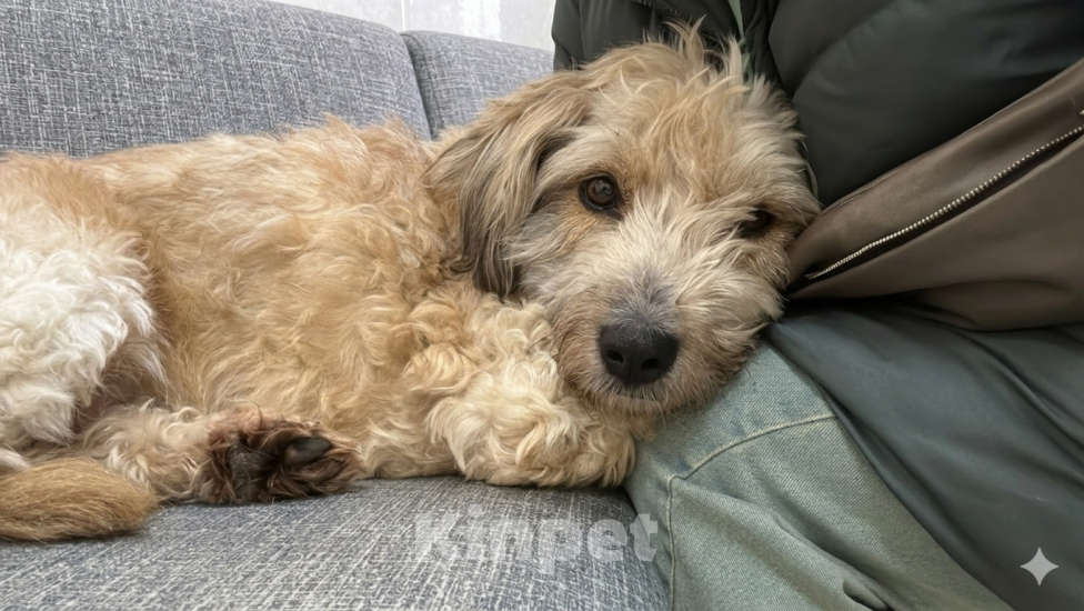 Собаки в Санкт-Петербурге: Собака Тома в добрые руки Девочка, Бесплатно - фото 3