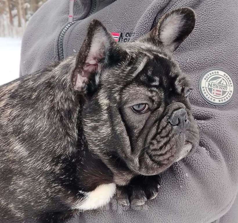 Собаки в Санкт-Петербурге: Французский бульдог Мальчик, Бесплатно - фото 1