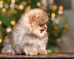 Собаки в Москве: Померанцы медвежьего типа мальчик и девочка  Мальчик, Бесплатно - фото 4