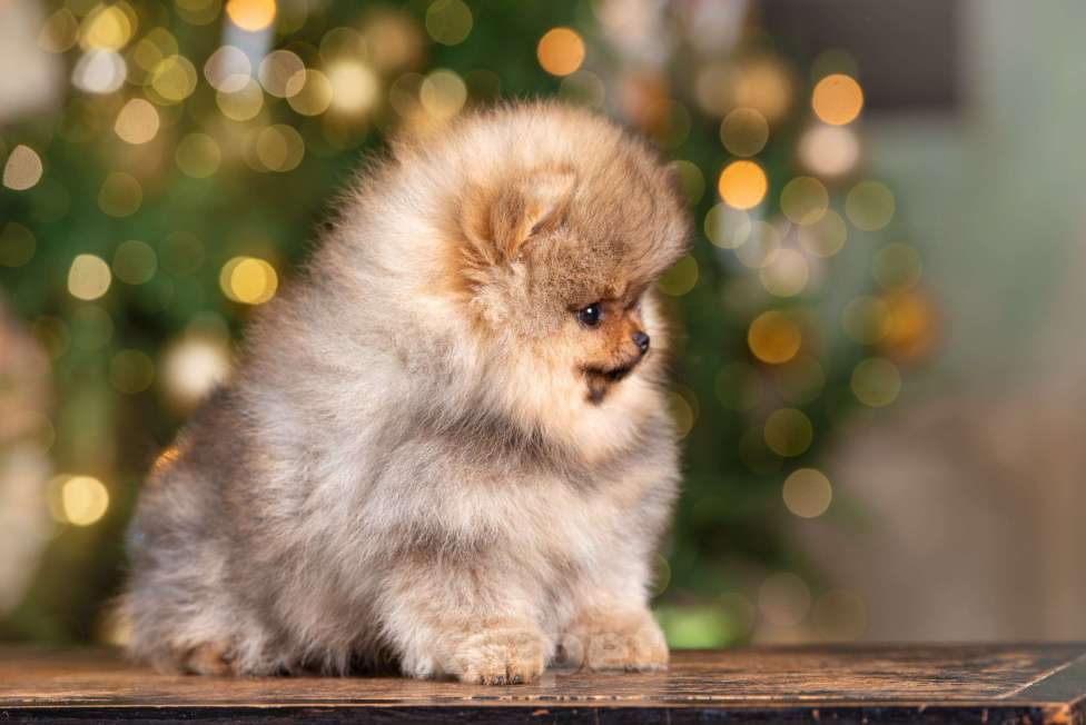 Собаки в Москве: Померанцы медвежьего типа мальчик и девочка  Мальчик, Бесплатно - фото 4