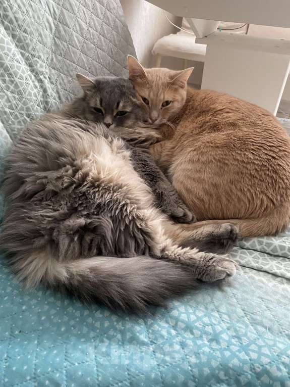 Кошки в Тольятти: Кот в добрые руки Мальчик, Бесплатно - фото 2