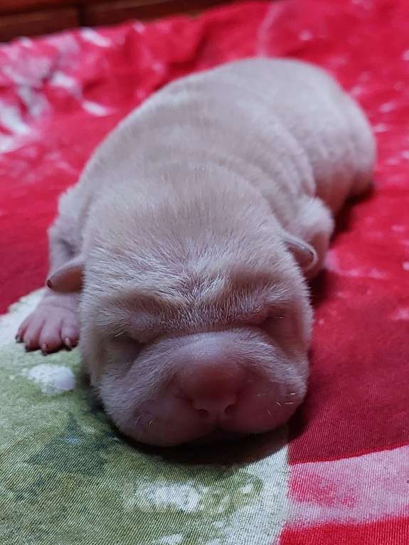 Собаки в Москве: Шарпейные девочки Девочка, 50 000 руб. - фото 7