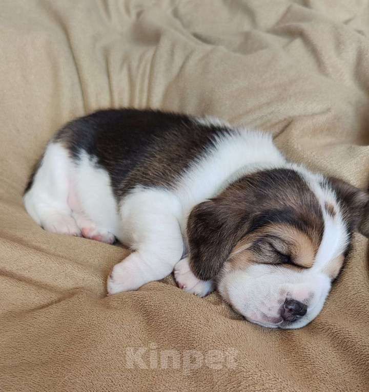 Собаки в Рязани: Щенки Бигль Мальчик, Бесплатно - фото 7