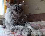 Кошки в Санкт-Петербурге: Девочка черная на серебре Девочка, 30 000 руб. - фото 6