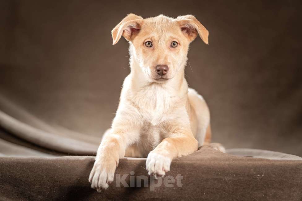 Собаки в Клине: Мейбл — нежная малышка, которая готова подарить вам всю свою любовь Девочка, Бесплатно - фото 1