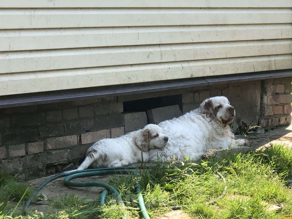 Собаки в Москве: Кламбер спаниель Мальчик, 100 000 руб. - фото 4