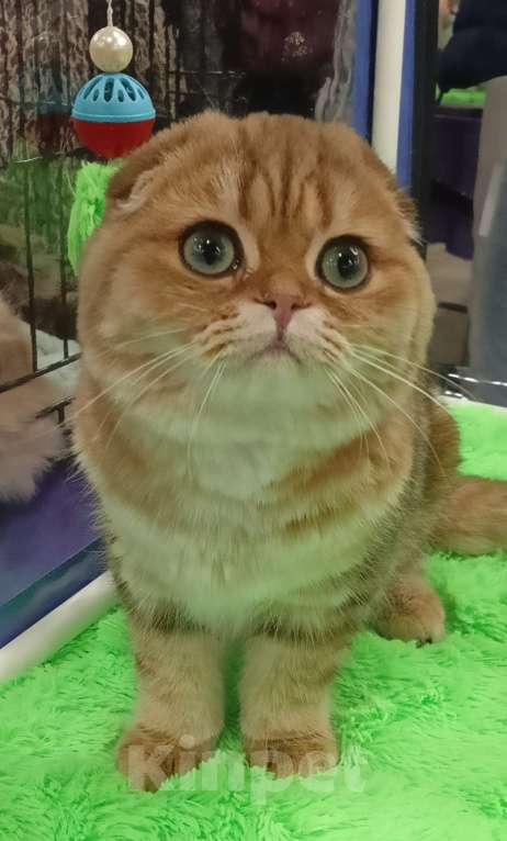 Кошки в Москве: Золотой котик с аквамариновыми глазами Мальчик, 25 000 руб. - фото 4