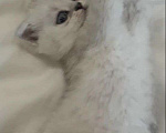 Кошки в Ярославле: Шотландские котята Девочка, 10 000 руб. - фото 2
