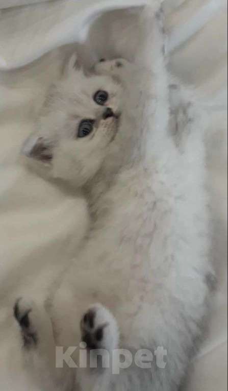 Кошки в Ярославле: Шотландские котята Девочка, 10 000 руб. - фото 2