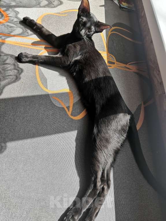 Кошки в Перми: Ориентальный котенок (девочка) Девочка, 25 000 руб. - фото 4