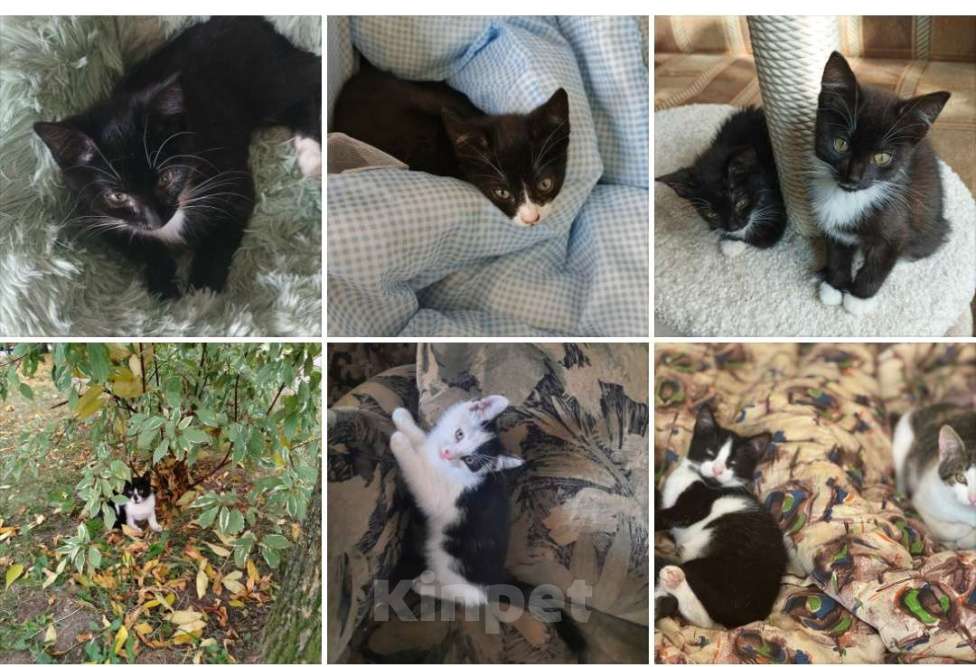Кошки в Санкт-Петербурге: Котята Маркизы Мальчик, Бесплатно - фото 1