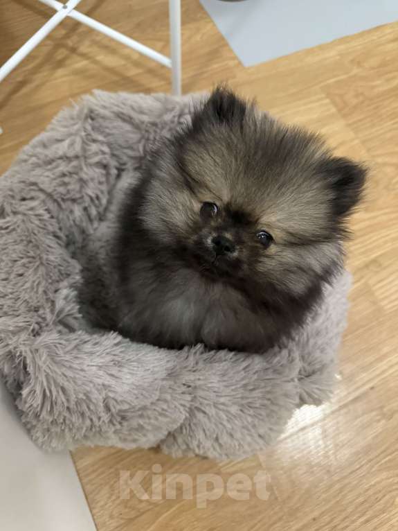 Собаки в Москве: Прекрасный щенок ищет дом Мальчик, Бесплатно - фото 2