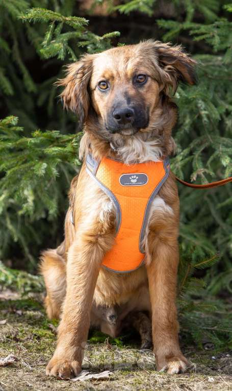 Собаки в Москве: Ищем Рэму новый дом Мальчик, Бесплатно - фото 6