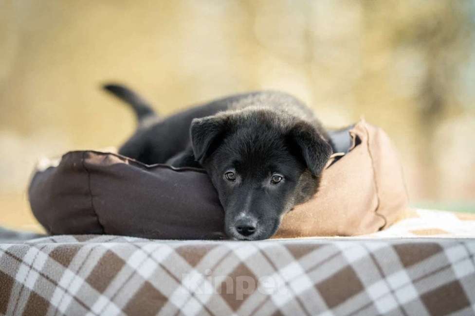 Собаки в Москве: Марко ищет дом  Мальчик, Бесплатно - фото 2