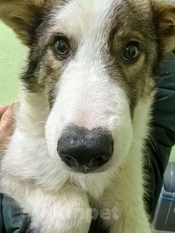 Собаки в Лосином-Петровском: Томас якутенок в добрые руки Мальчик, Бесплатно - фото 2