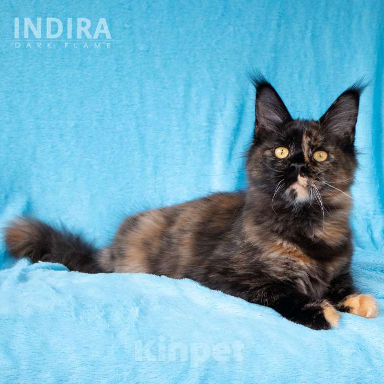 Кошки в других городах Воронежской области: Indira Drak Flame Девочка, 50 000 руб. - фото 5