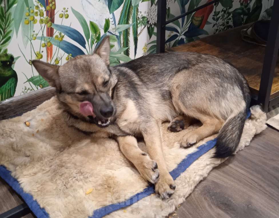 Собаки в других городах Калининградской области: Собачка ищет хозяина Девочка, Бесплатно - фото 1