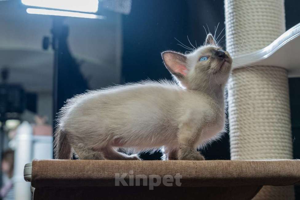 Кошки в Санкт-Петербурге: КОТЯТА Манчкин коротколапые Мальчик, 38 000 руб. - фото 2