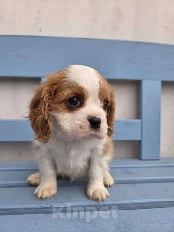 Собаки в Новосибирске: Ищем любящие семьи для щенков Девочка, 50 000 руб. - фото 4