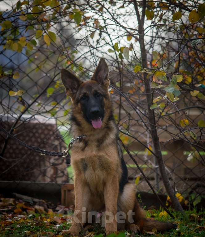 Собаки в Ейске: В продаже эксклюзивно Зонарный подросток  Мальчик, 35 000 руб. - фото 1