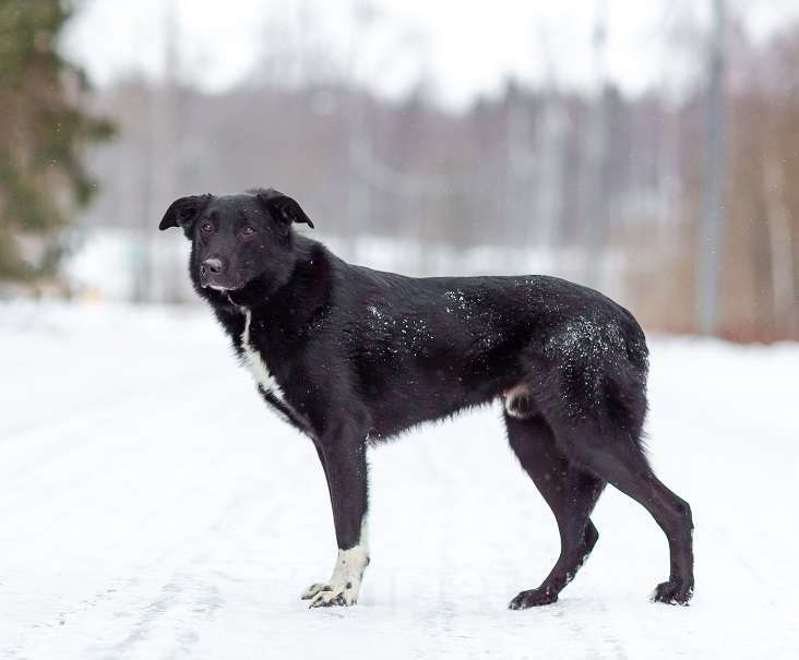 Собаки в Москве: Денвер Мальчик, Бесплатно - фото 3