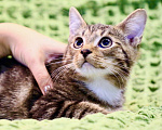 Кошки в Москве: Сладкий добрейший котенок Маффин ищет дом  Мальчик, Бесплатно - фото 2