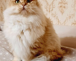 Кошки в Ореховом-Зуево: Золотая шиншилла Мальчик, 10 000 руб. - фото 1