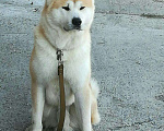 Собаки в Северске: Вязка, Бесплатно - фото 1