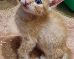Кошки в Геленджике: Котята в добрые руки Мальчик, 10 руб. - фото 2