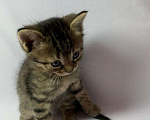 Кошки в Курганинске: Отдам в добрые заботливые ручки пушистиков Мальчик, Бесплатно - фото 4
