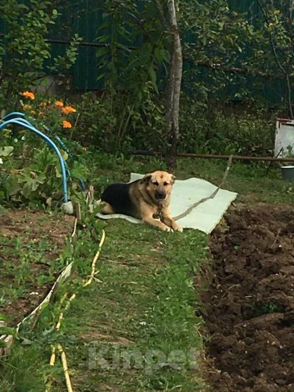 Собаки в Казани: ищем  хозяина Мальчик, 1 000 руб. - фото 2