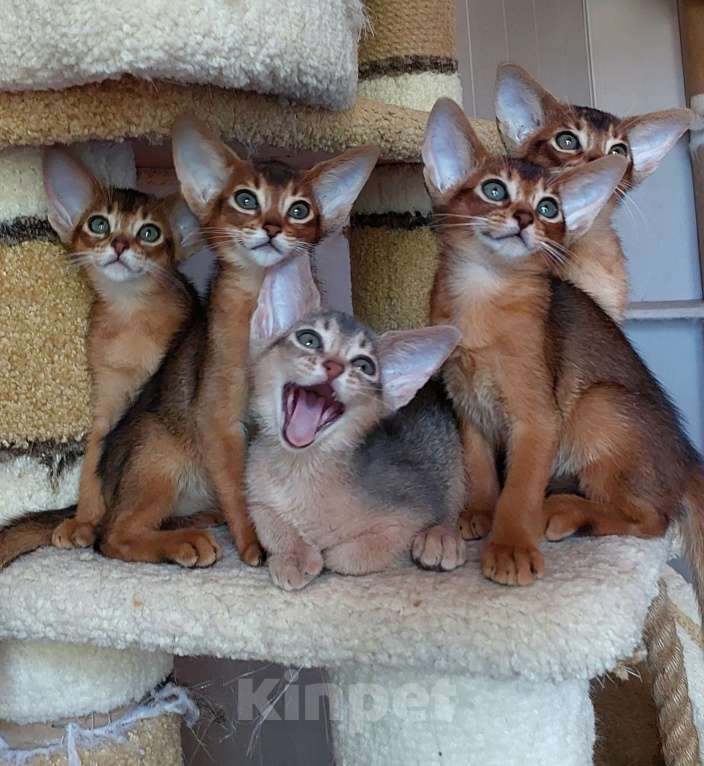Кошки в Москве: Абиссинские котята  Девочка, 70 000 руб. - фото 4