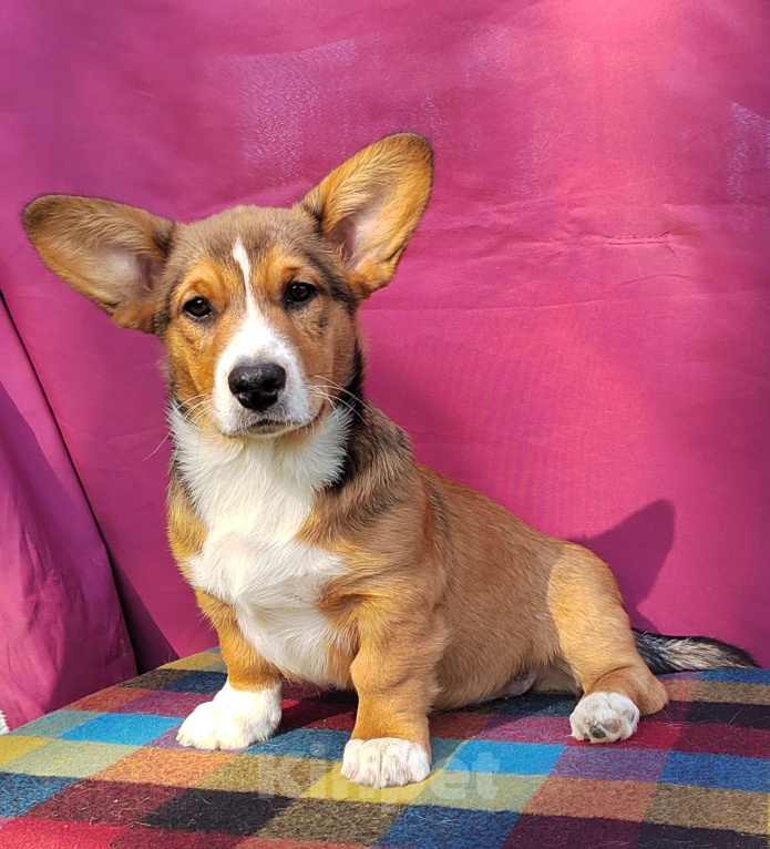 Собаки в Екатеринбурге: Щенки Корги Кардиган  Мальчик, Бесплатно - фото 8