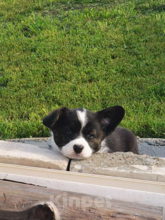 Собаки в Набережных Челнах: Сука вельш корги кардиган 20.05.2025гр Девочка, 50 000 руб. - фото 4